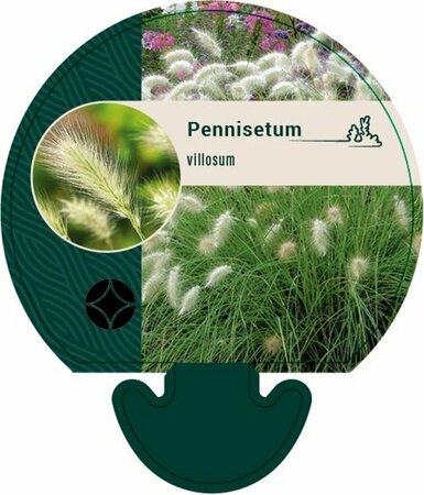 Pennisetum villosum P9 - afbeelding 1