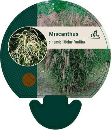 Miscanthus sinensis 'Kleine Fontäne' P9 - afbeelding 3