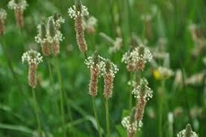Plantago lanceolata C2