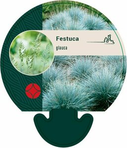 Festuca glauca C2 - afbeelding 2