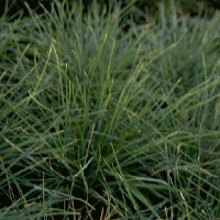 Festuca glauca C2 - afbeelding 4