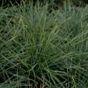 Festuca glauca C2 - afbeelding 4