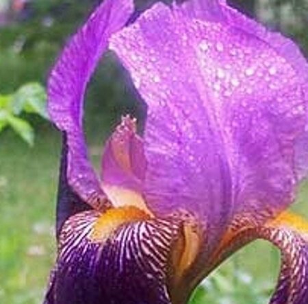 Iris germanica 'Alcazar' P9 - afbeelding 2