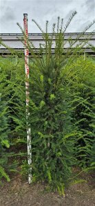 Taxus baccata 100/125 C. - afbeelding 2