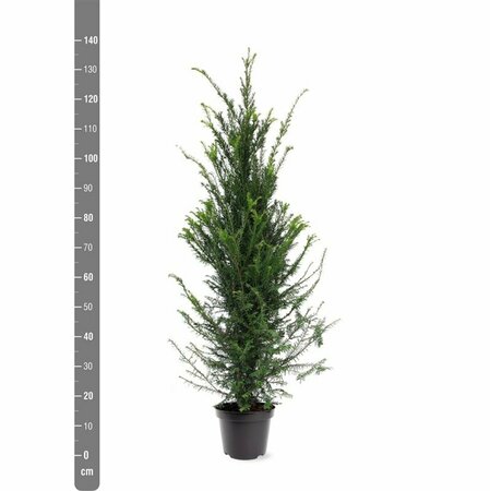 Taxus baccata 100/125 C. - afbeelding 23