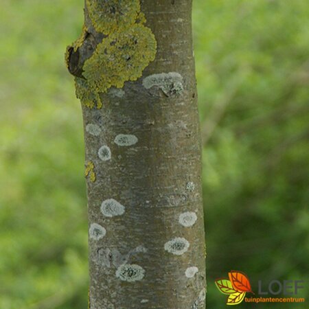 Malus 'Red Sentinel' 10-12 C. HO. - afbeelding 1