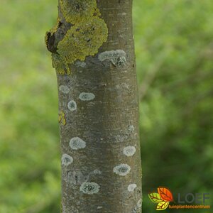 Malus 'Red Sentinel' 10-12 C. HO. - afbeelding 1