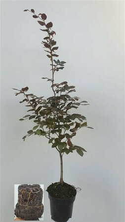 Fagus sylvatica 'Atropunicea' 250/275 C. - afbeelding 1