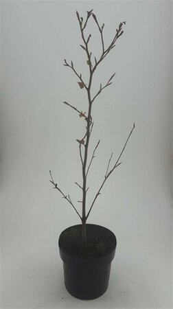 Fagus sylvatica 'Atropunicea' 250/275 C. - afbeelding 5