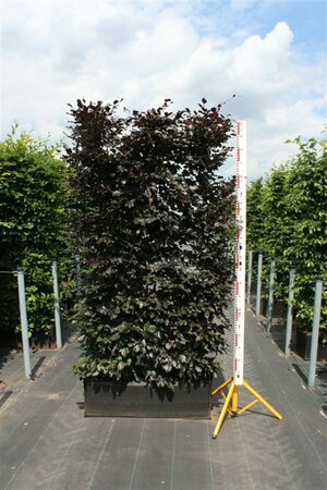 Fagus sylvatica 'Atropunicea' 250/275 C. - afbeelding 3