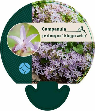 Campanula poscharskyana 'Lisduggan Var.' P9 - afbeelding 2