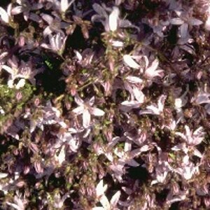 Campanula poscharskyana 'Lisduggan Var.' P9 - afbeelding 3