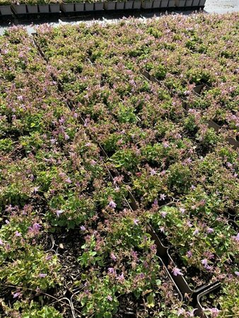 Campanula poscharskyana 'Lisduggan Var.' P9 - afbeelding 4