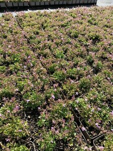 Campanula poscharskyana 'Lisduggan Var.' P9 - afbeelding 4