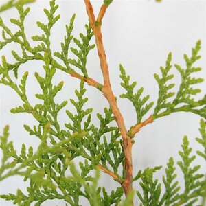 Thuja occidentalis 'Brabant' 100/125 C. - afbeelding 5