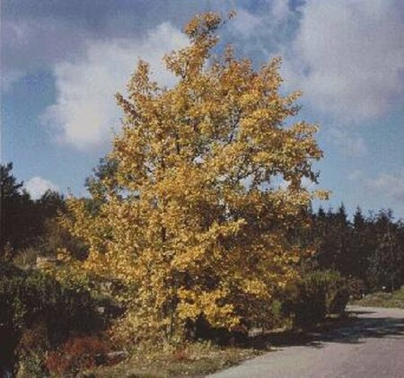 Acer campestre 200/225 C. Meerstammig - afbeelding 2