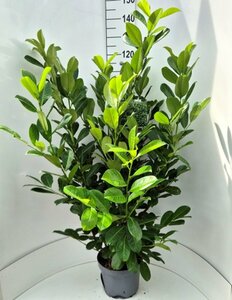 Prunus laurocerasus 'Rotundifolia' 200/225 C. - afbeelding 15