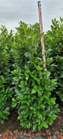 Prunus laurocerasus 'Rotundifolia' 200/225 C. - afbeelding 6