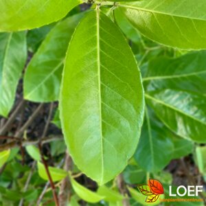 Prunus laurocerasus 'Rotundifolia' 200/225 C. - afbeelding 1