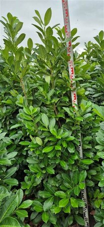 Prunus laurocerasus 'Rotundifolia' 200/225 C. - afbeelding 4