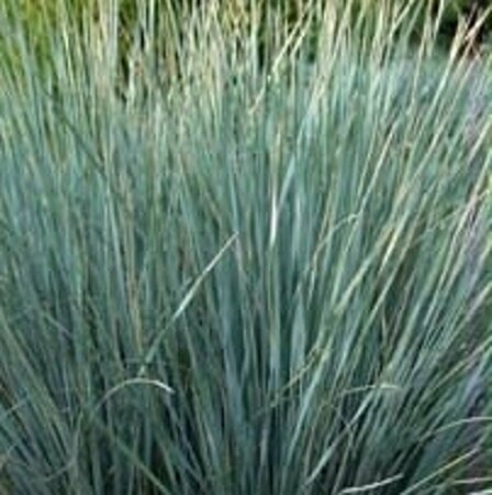 Helictotrichon sempervirens C2 - afbeelding 2