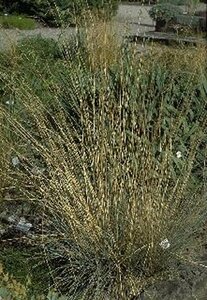 Helictotrichon sempervirens C2 - afbeelding 1