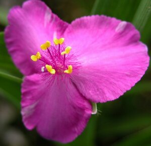 Tradescantia andersoniana 'Rubra' P9 - afbeelding 2
