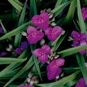 Tradescantia andersoniana 'Rubra' P9 - afbeelding 3