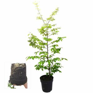 Carpinus betulus 20-25 C. HO. - afbeelding 3