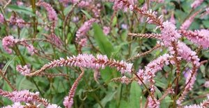 Persicaria amplexicaulis 'Pink Elephant' C2 - afbeelding 9