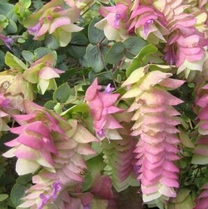 Origanum rot. 'Kent Beauty' P9