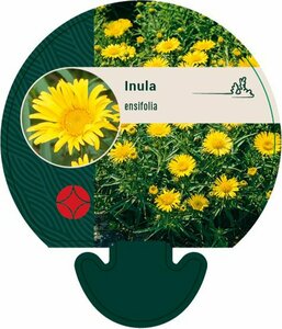 Inula ensifolia P9 - afbeelding 3