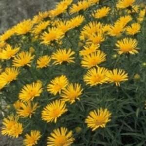 Inula ensifolia P9 - afbeelding 1
