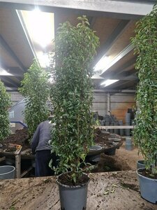 Prunus lusitanica 'Angustifolia' ST. 120 12-14 C. Lei - afbeelding 7