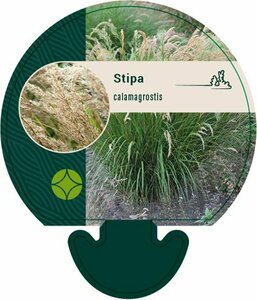 Stipa calamagrostis P9