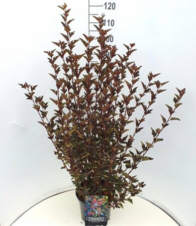 Physocarpus opulifolius 'Red Baron' 150/175 C. - afbeelding 2