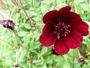 Cosmos atrosanguineus P9 - afbeelding 3