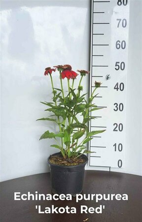 Echinacea purpurea 'Lakota Red' C2