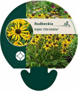 Rudbeckia fulgida 'Little Goldstar' C2 - afbeelding 4
