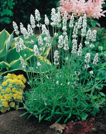 Lavandula intermedia 'Edelweiss' C2 - afbeelding 3