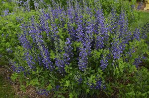 Baptisia 'Blueberry Sundae' P9