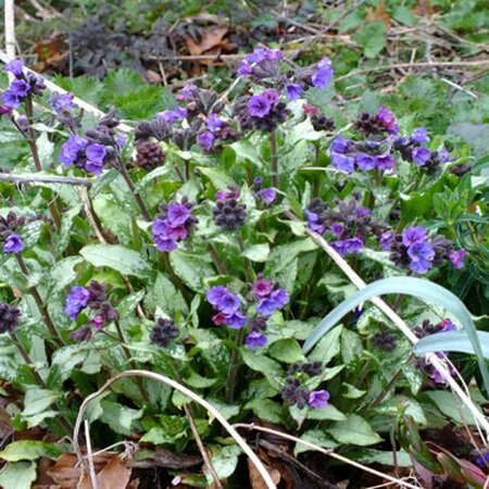 Pulmonaria long. 'Diana Clare' P9 - afbeelding 3