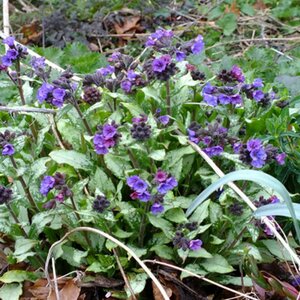 Pulmonaria long. 'Diana Clare' P9 - afbeelding 3