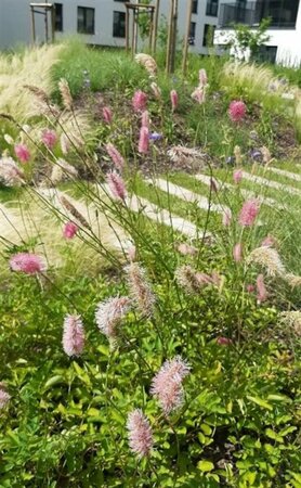 Sanguisorba obtusa P9 - afbeelding 3