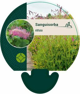 Sanguisorba obtusa P9 - afbeelding 2