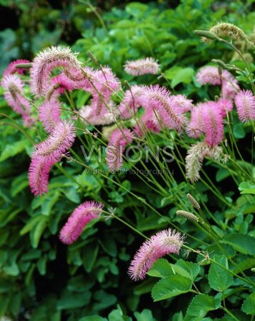 Sanguisorba obtusa P9 - afbeelding 4