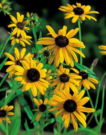 Rudbeckia fulgida deamii P9 - afbeelding 3