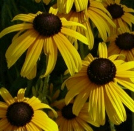 Rudbeckia fulgida deamii P9 - afbeelding 4