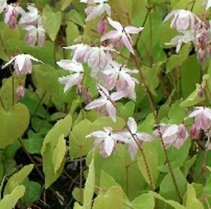 Epimedium youngianum 'Roseum' P9 - afbeelding 3