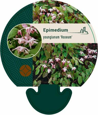Epimedium youngianum 'Roseum' P9 - afbeelding 1